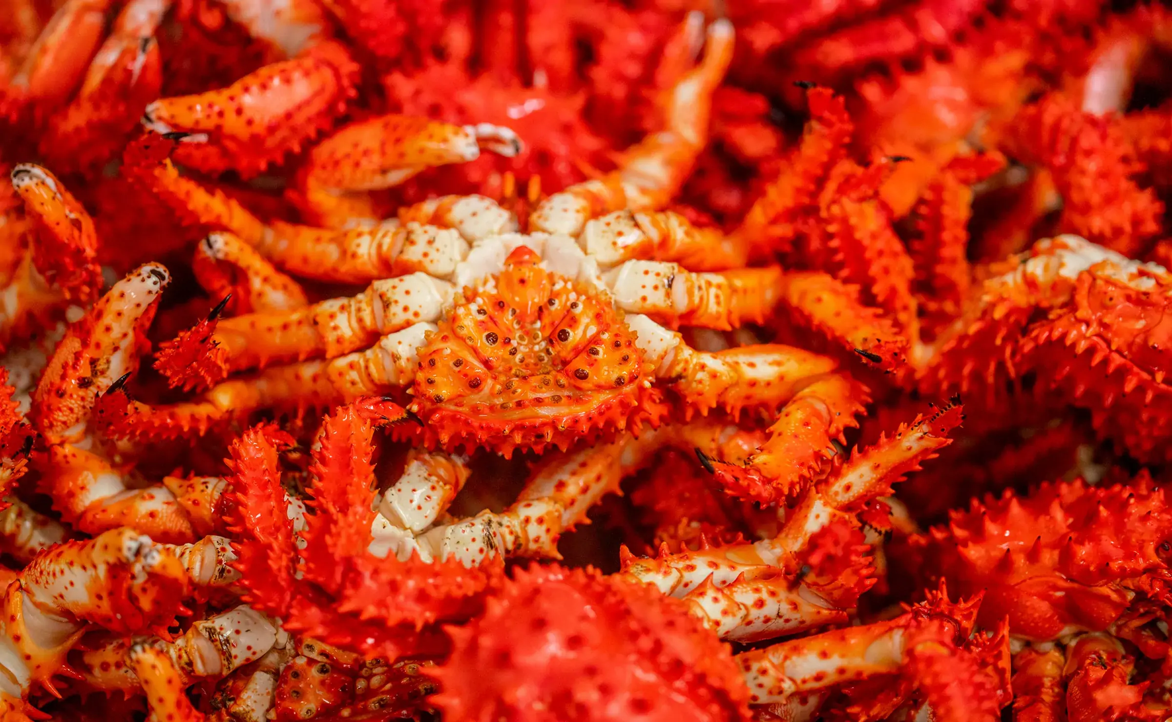 花咲港_花咲ガニ