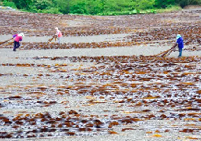 昆布森のコンブ