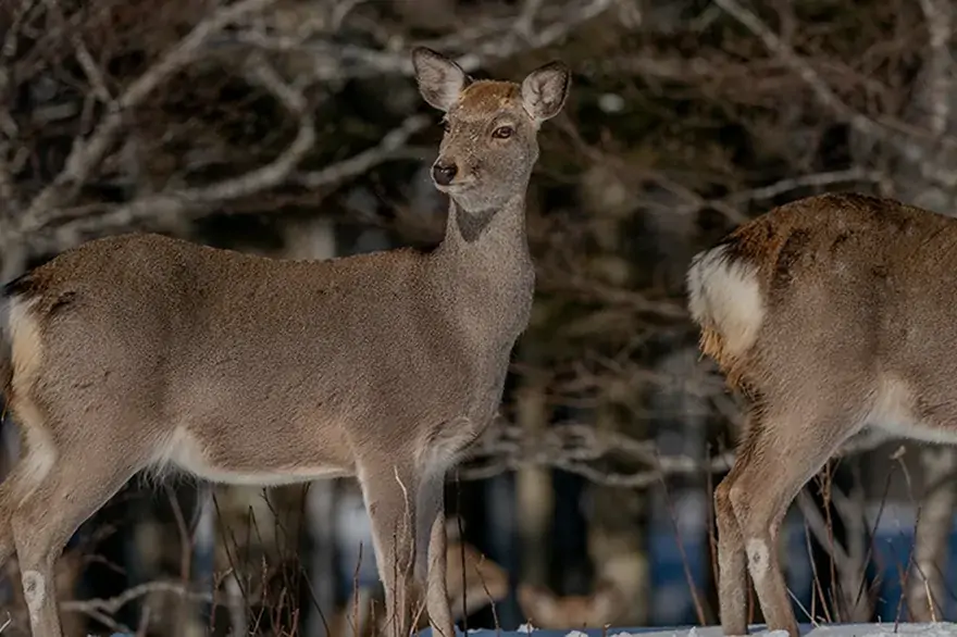 落石駅 線路脇のエゾシカ