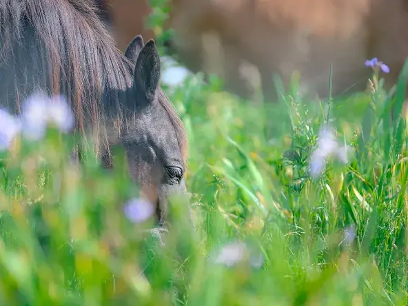厚岸あやめヶ原_放牧馬
